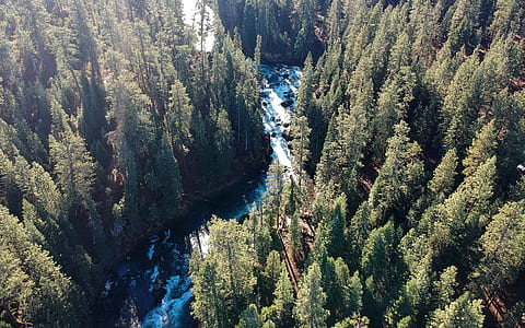 tall trees near lake during daytime thumbnail