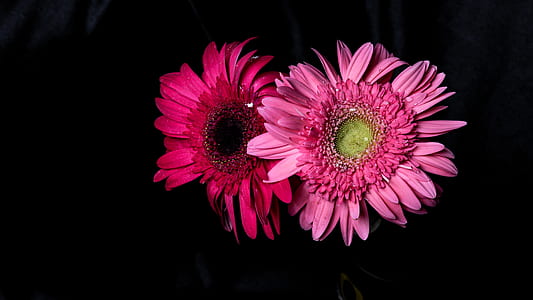 two pink flowers thumbnail