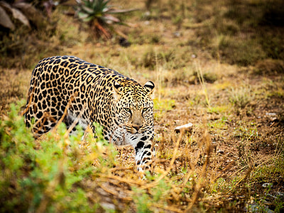 leopard on grass thumbnail