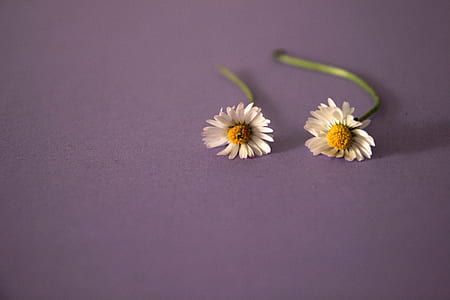 two white daffodils thumbnail