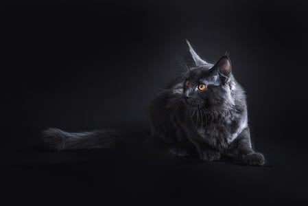 selective focus photograph of bombay cat thumbnail