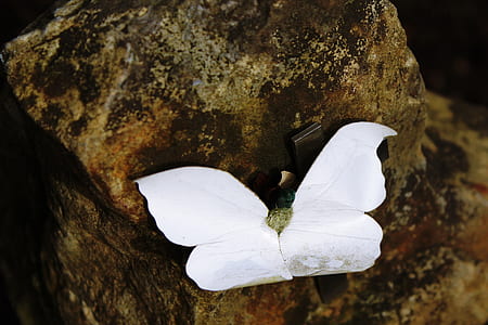 white butterfly decor on brown surface thumbnail