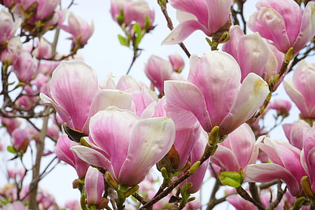 closeup photo of pink and white petaled flowers thumbnail