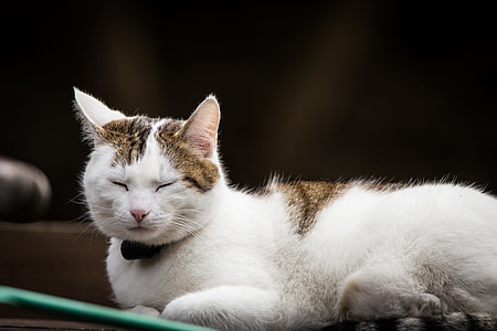 short-coated white and brown cat thumbnail