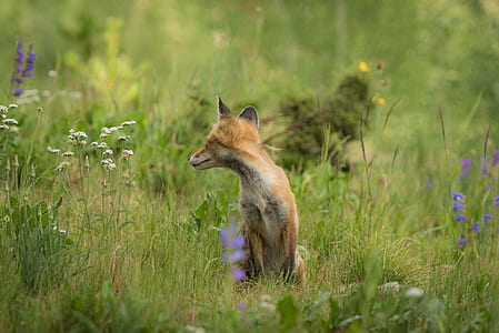 brown animal sitting on green grass field thumbnail