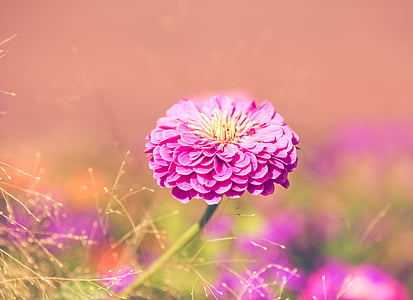 close-up photography of pink petaled flower in bloom during daytime thumbnail