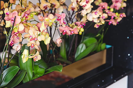 Beautiful yellow orchid flowers thumbnail