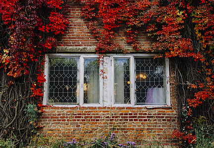 brick buildings covered with red flowers at daytime thumbnail