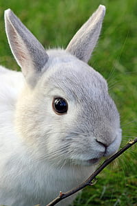 selective focus photography of twig near white rabbit thumbnail