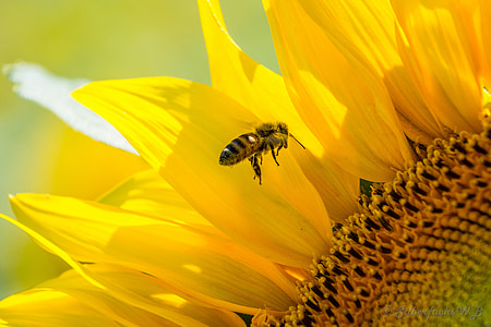 yellow and black bee near yellow sunflower closeup photo thumbnail