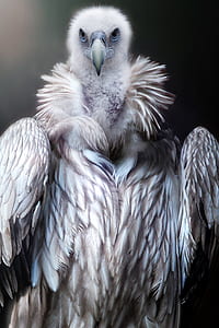 white and grey eagle thumbnail