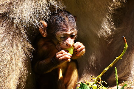 brown monkey eating grape thumbnail