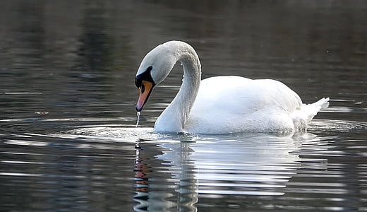 white swan on body of water thumbnail