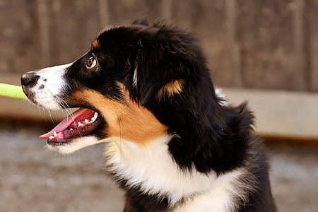 focus photography of Bernese mountain dog puppy thumbnail