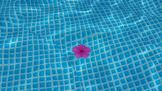 pink petaled flower on swimming pool thumbnail