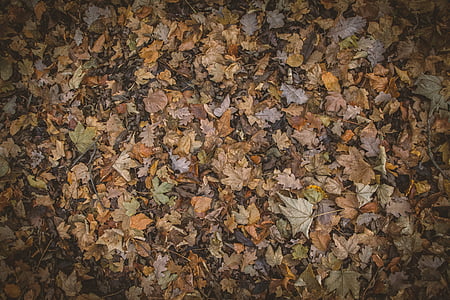 brown leaves thumbnail