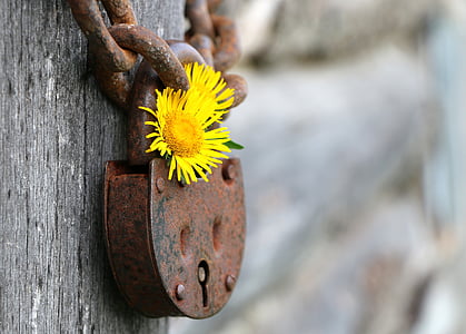 close view of yellow flower on grey packlock thumbnail