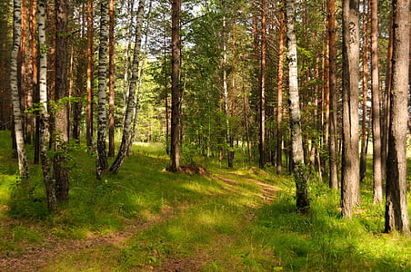 trees in green field during daytime thumbnail