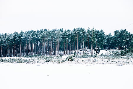 snow-covered forest during daytime thumbnail
