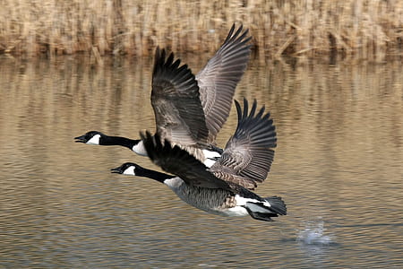 two brown ducks flying above water during daytime thumbnail