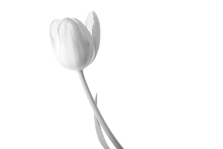 close-up photography of white petaled flower thumbnail
