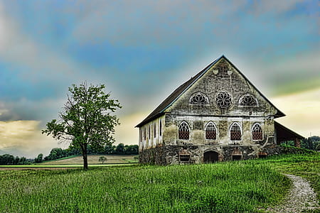 green leafed tree beside gray architecture thumbnail