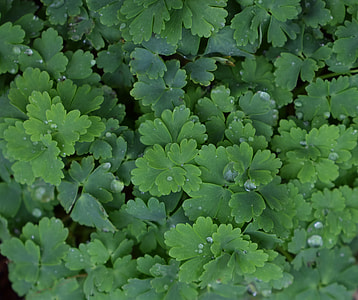 Rain-Wet Columbine Leaves, Columbine thumbnail