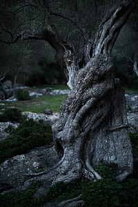 gray bare tree thumbnail