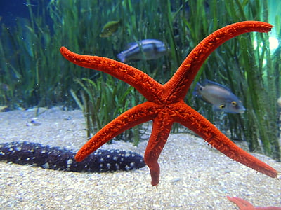 red starfish thumbnail