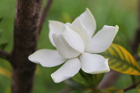 white gardenia in close-up photography thumbnail
