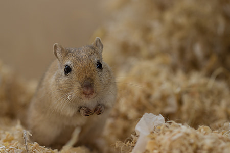 brown rodent thumbnail