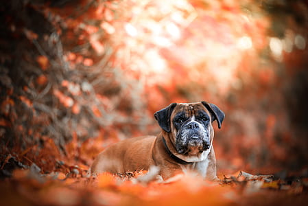 adult brown and white boxer thumbnail