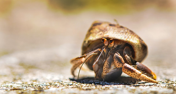 shallow focus photography of brown and gold hermit crab during daytime thumbnail