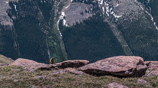 beaver lived on mountain thumbnail