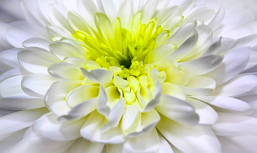 white Dahlia flower thumbnail