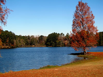 red leafed tree beside body of water thumbnail