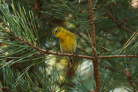yellow and green bird on tree branch thumbnail