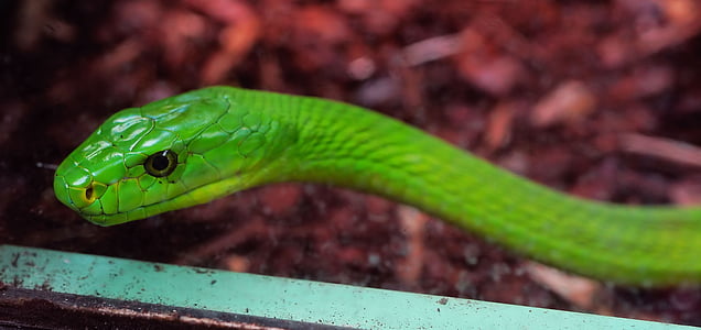 green snake in closeup photography thumbnail