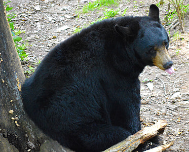 black bear showing tongue while sitting on tree branch thumbnail