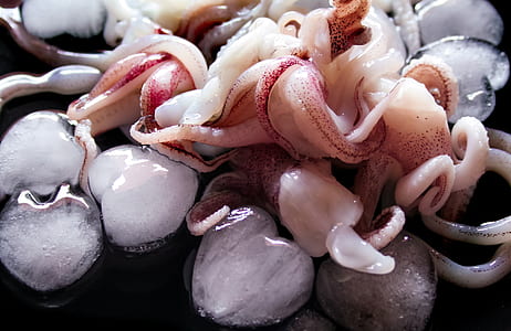 brown squids thumbnail