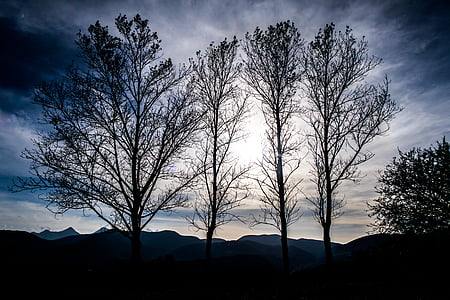 bare trees thumbnail