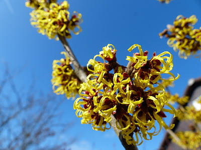 yellow plant in shallow-focus shot thumbnail