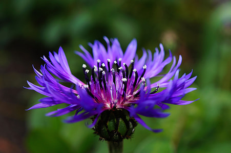 purple cornflower in selective focus photography thumbnail