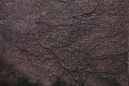brown roots on brown wall thumbnail