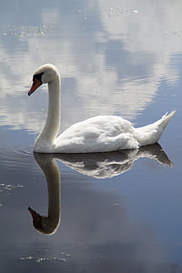 reflection of swan on calm water under gray sky during daytime thumbnail