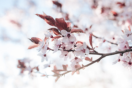 Pink spring flowers thumbnail