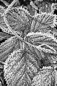 grayscale photography of leaf thumbnail