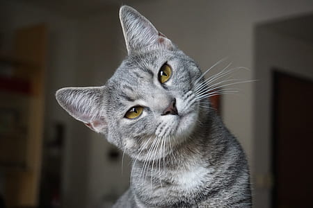 gray cat tilting its head thumbnail
