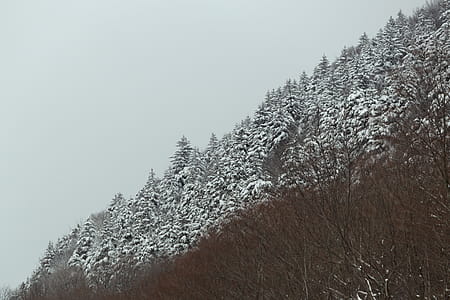 Trees Covered with Snow thumbnail