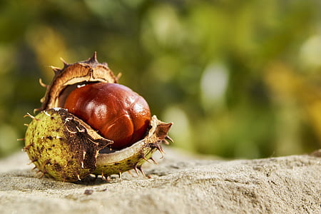 selective focus of green fruit thumbnail
